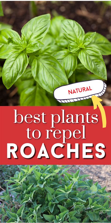 plants to keep roaches away