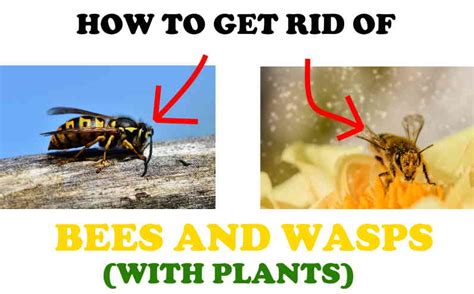 plants wasps hate