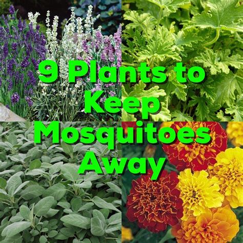 plants which keep mosquitoes away