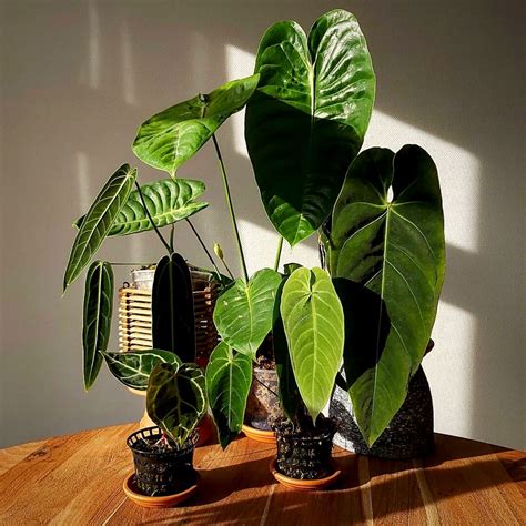 plants with heart shaped leaf
