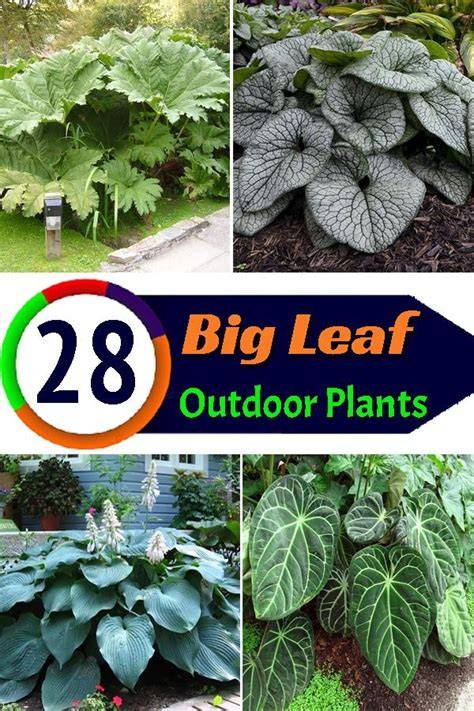 plants with large foliage