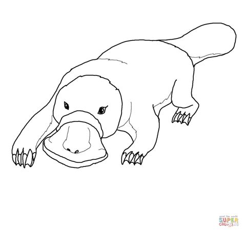 platypus coloring pages