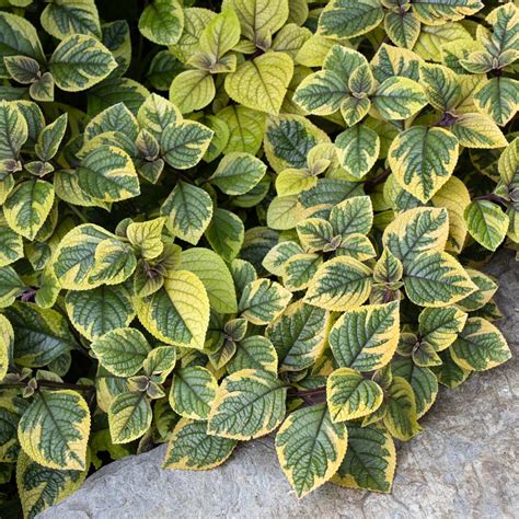 plectranthus guacamole