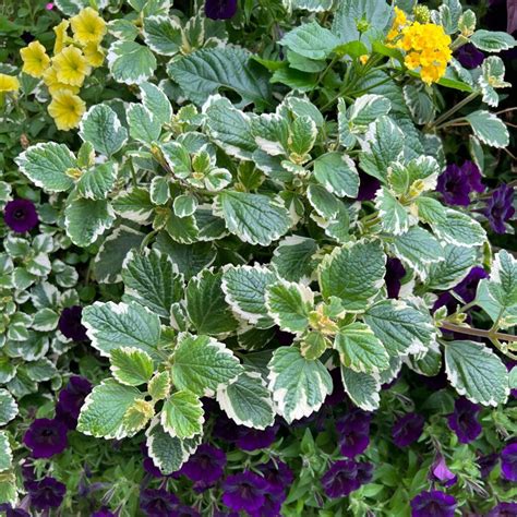 plectranthus variegated