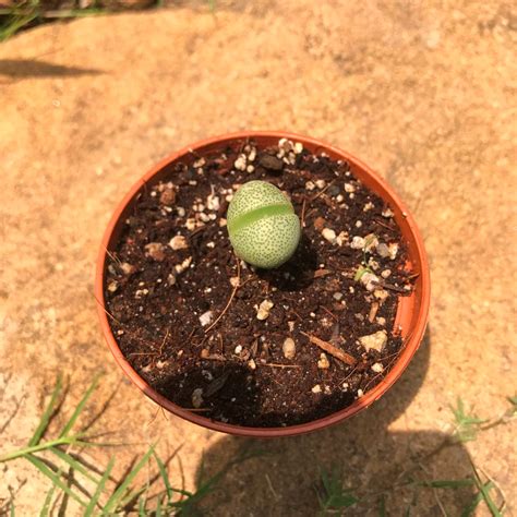 pleiospilos nelii