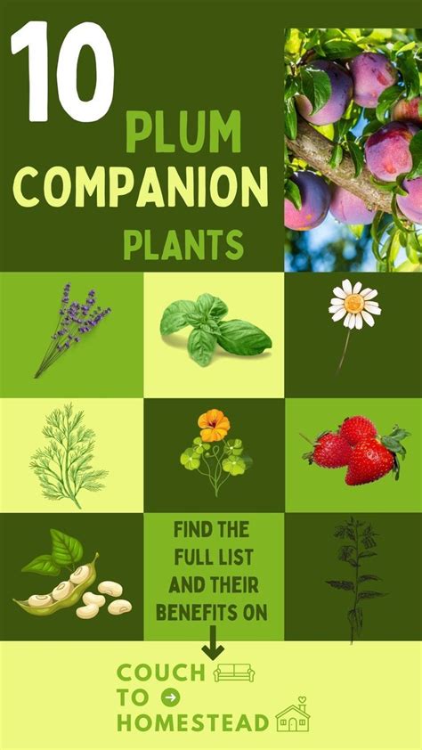 plum companion plants