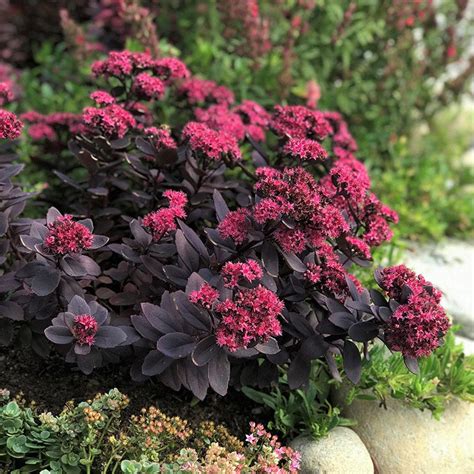 plum dazzled sedum