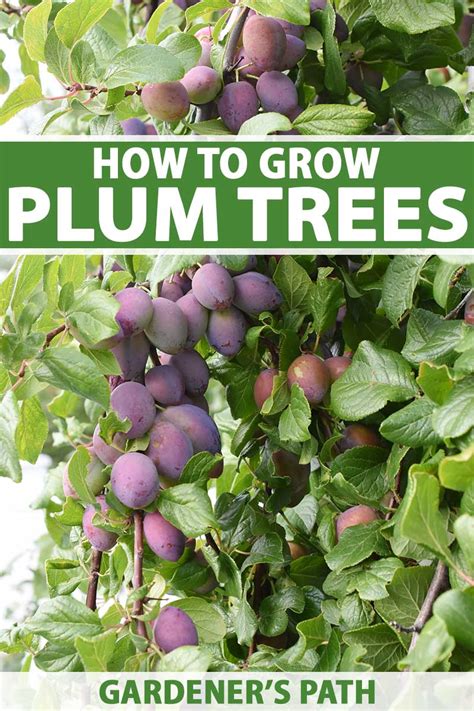 plum planter