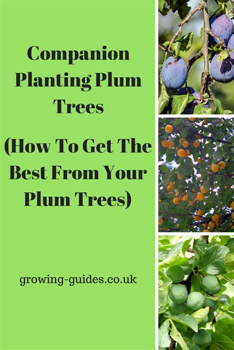 plum tree companion plants