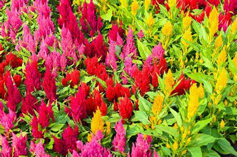 plume celosia