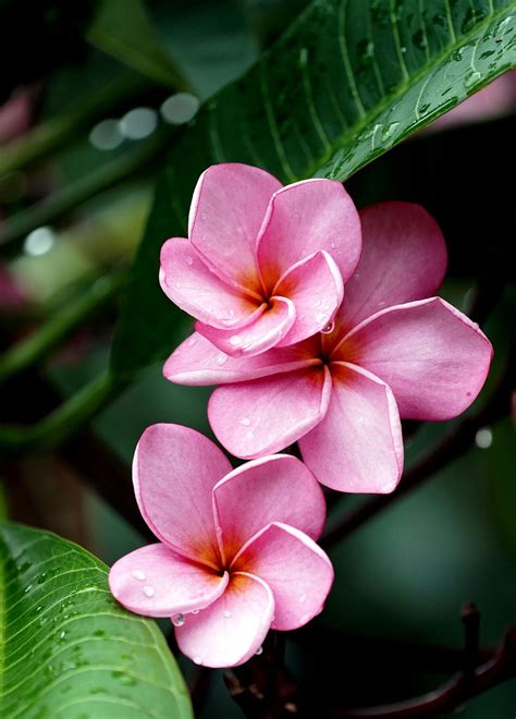 plumerias