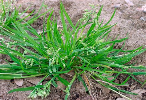 poa annua