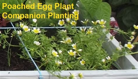 poached egg plant companion planting