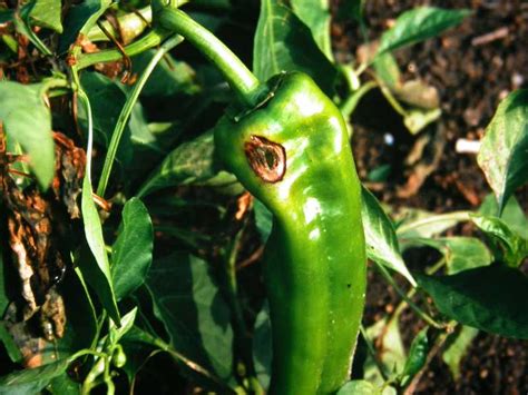 poblano pepper diseases