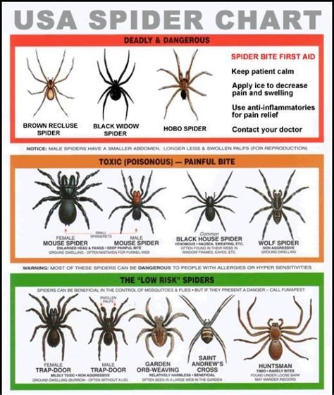 Poisonous Nc Spiders Identification Chart