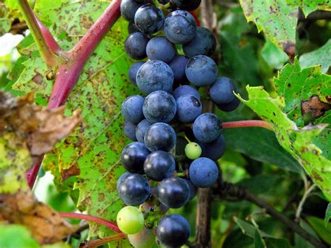 poisonous wild grapes