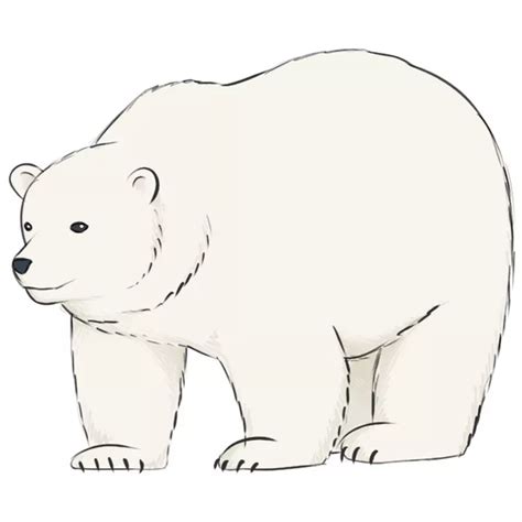 polar bear drawing with colour