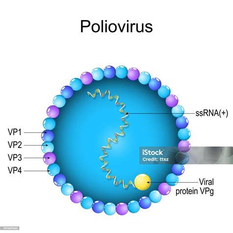 polio virus