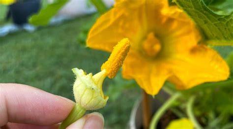 pollinate squash by hand