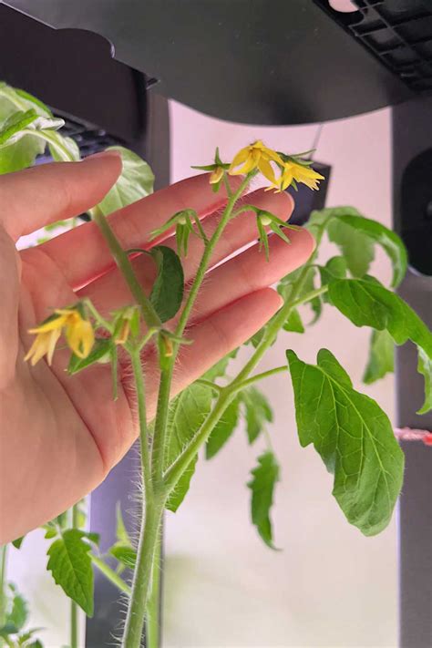 pollinate tomatoes indoors
