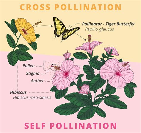 pollination in hibiscus
