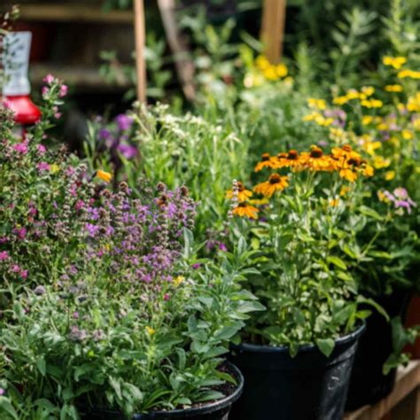 pollinator container garden