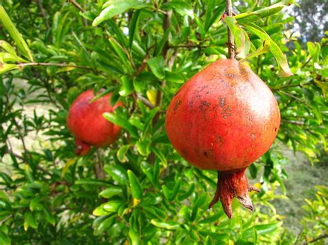 pomegranate companion plants