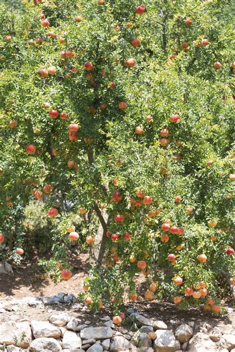pomegranate tree pruning