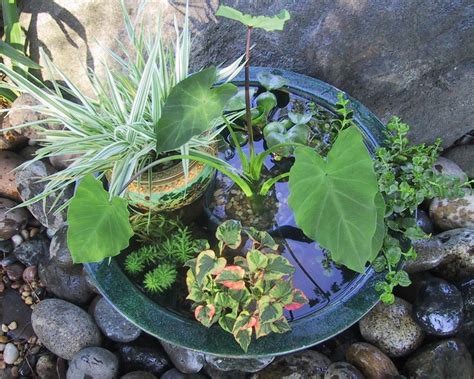 pond plant pots