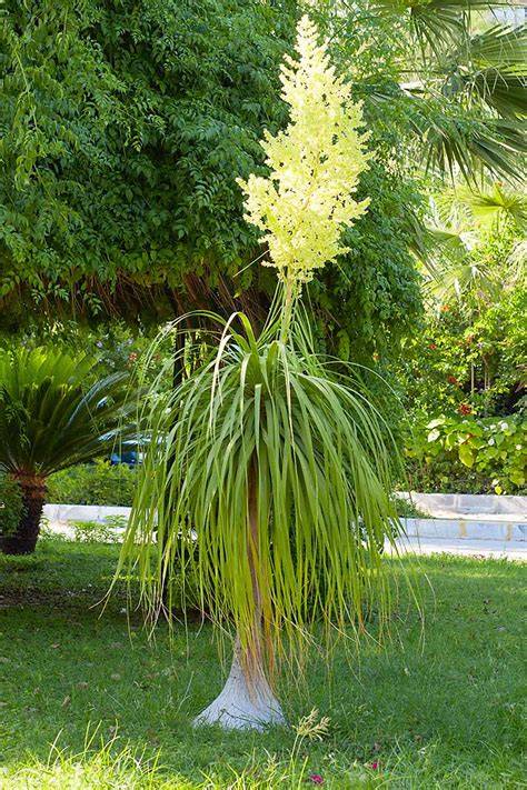 ponytail palm flower
