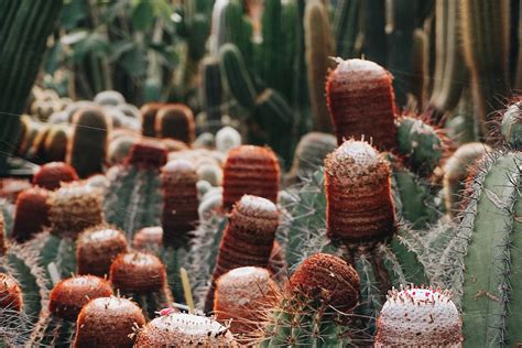 poot's cactus nursery