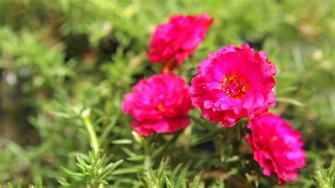 portulaca care tips