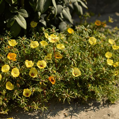 portulaca deer resistant