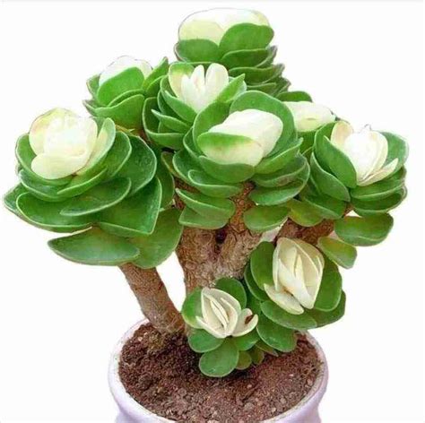 portulaca molokiniensis