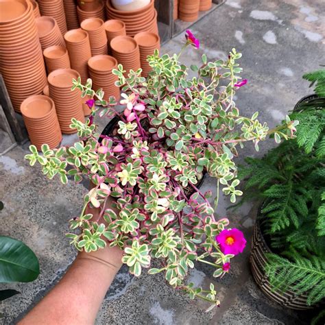 portulaca rainbow