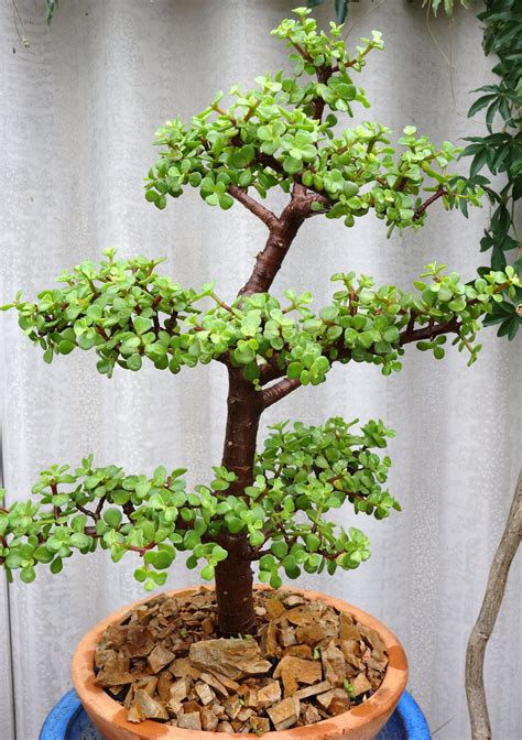 portulacaria bonsai