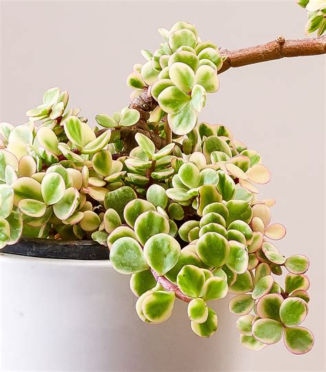 portulacaria variegata