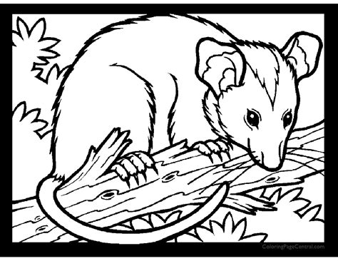 possum coloring pages