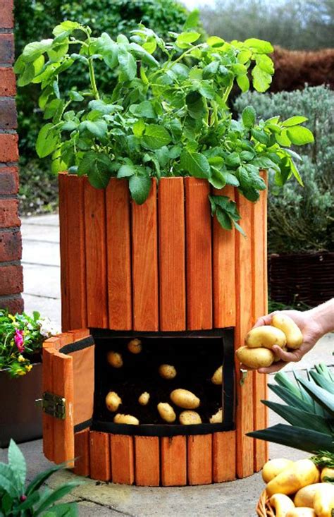 potato barrel planter