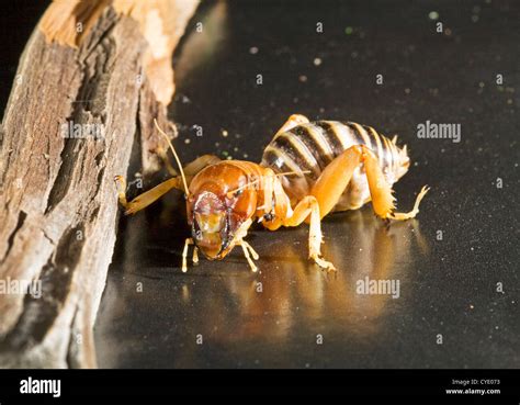 potato bug