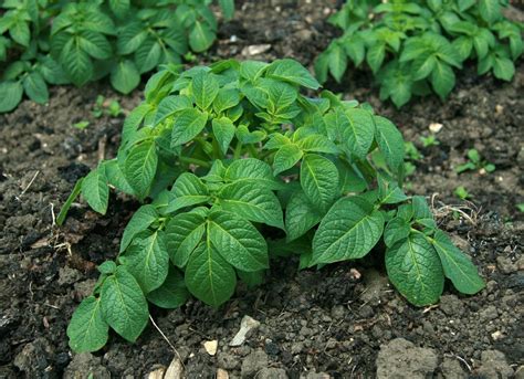 potato plants not producing