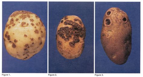 potato scab