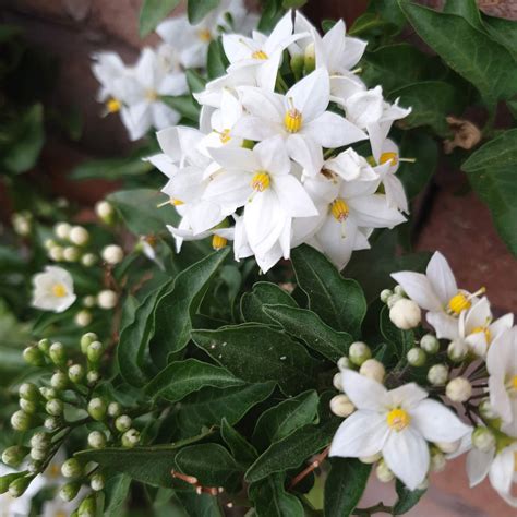 Potato Vine Flower: A Complete Guide