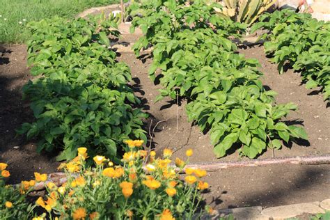potatoes and beans companion planting