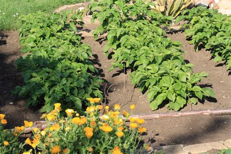 Potatoes and Beans Companion Planting: A Winning Combination for Your
Garden