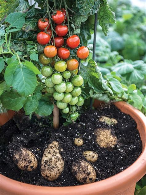 potatoes and tomatoes growing together