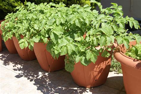 potatoes in pots