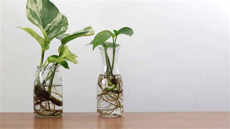 pothos in water