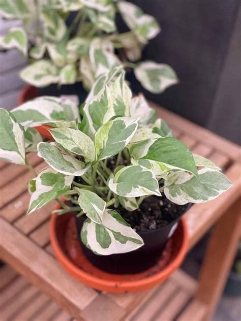 pothos pearl and jade