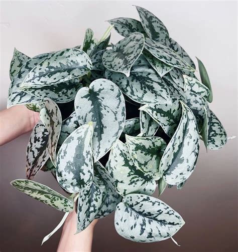 pothos silver splash